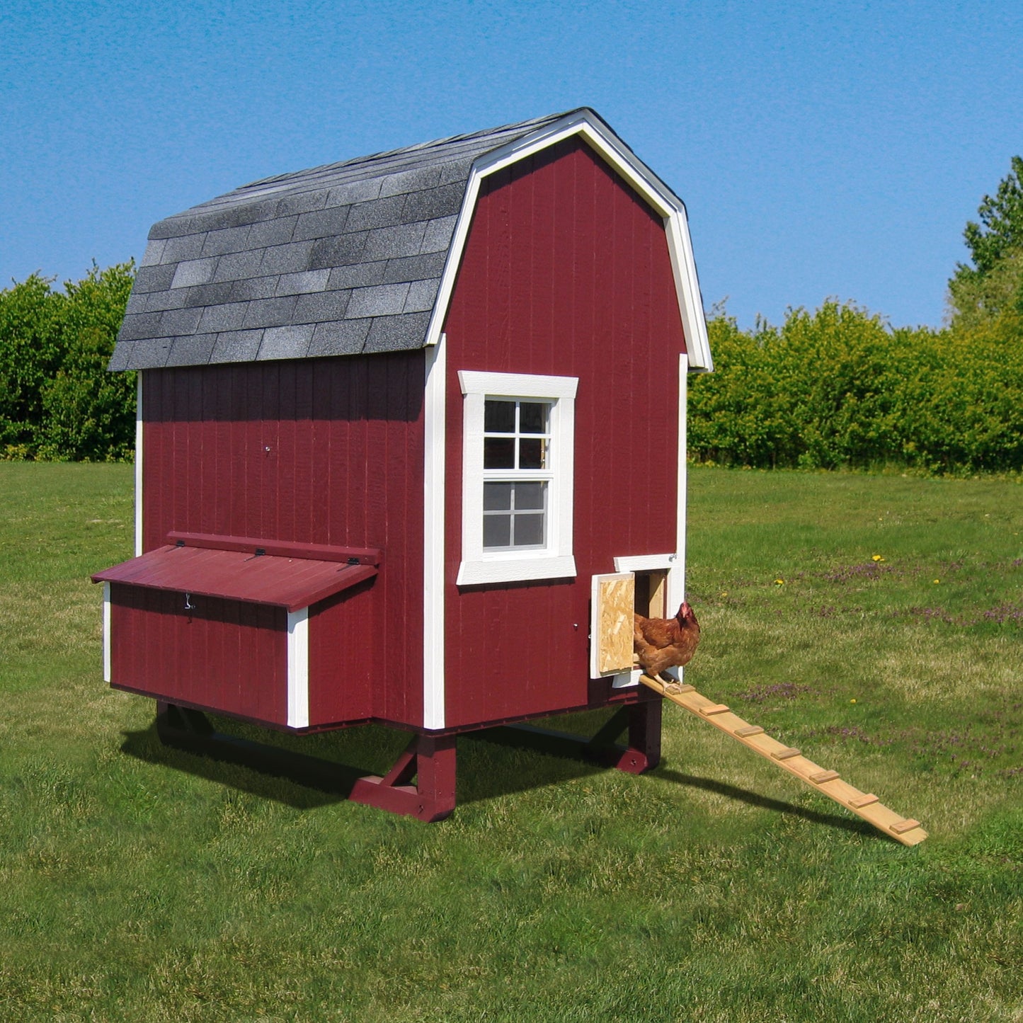 4x6 gambrel barn coop life scene