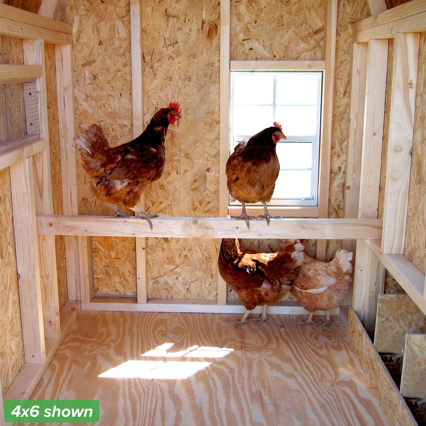 4x6 gambrel barn coop interior roost with chickens