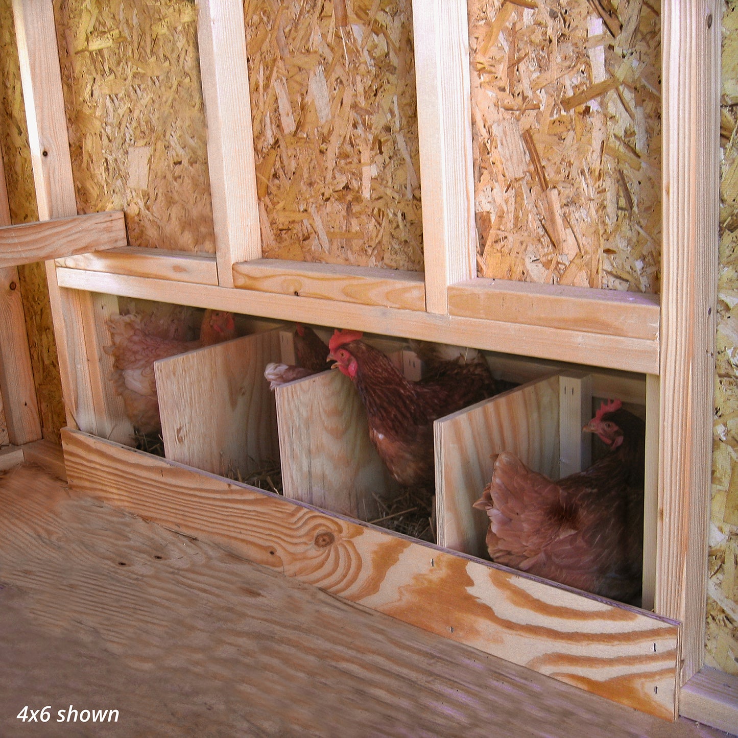 Colonial Gable Coop