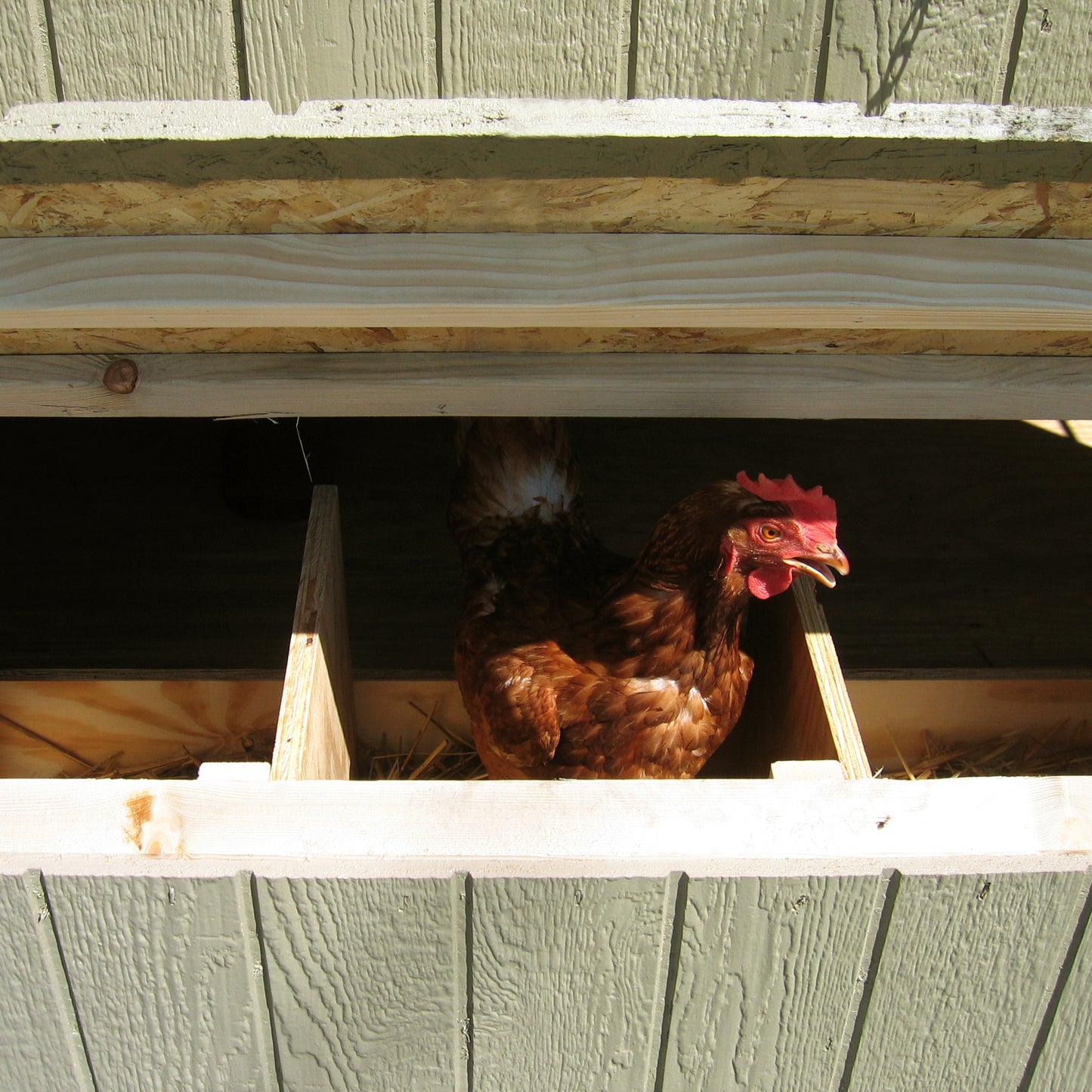 Gambrel Barn Coop