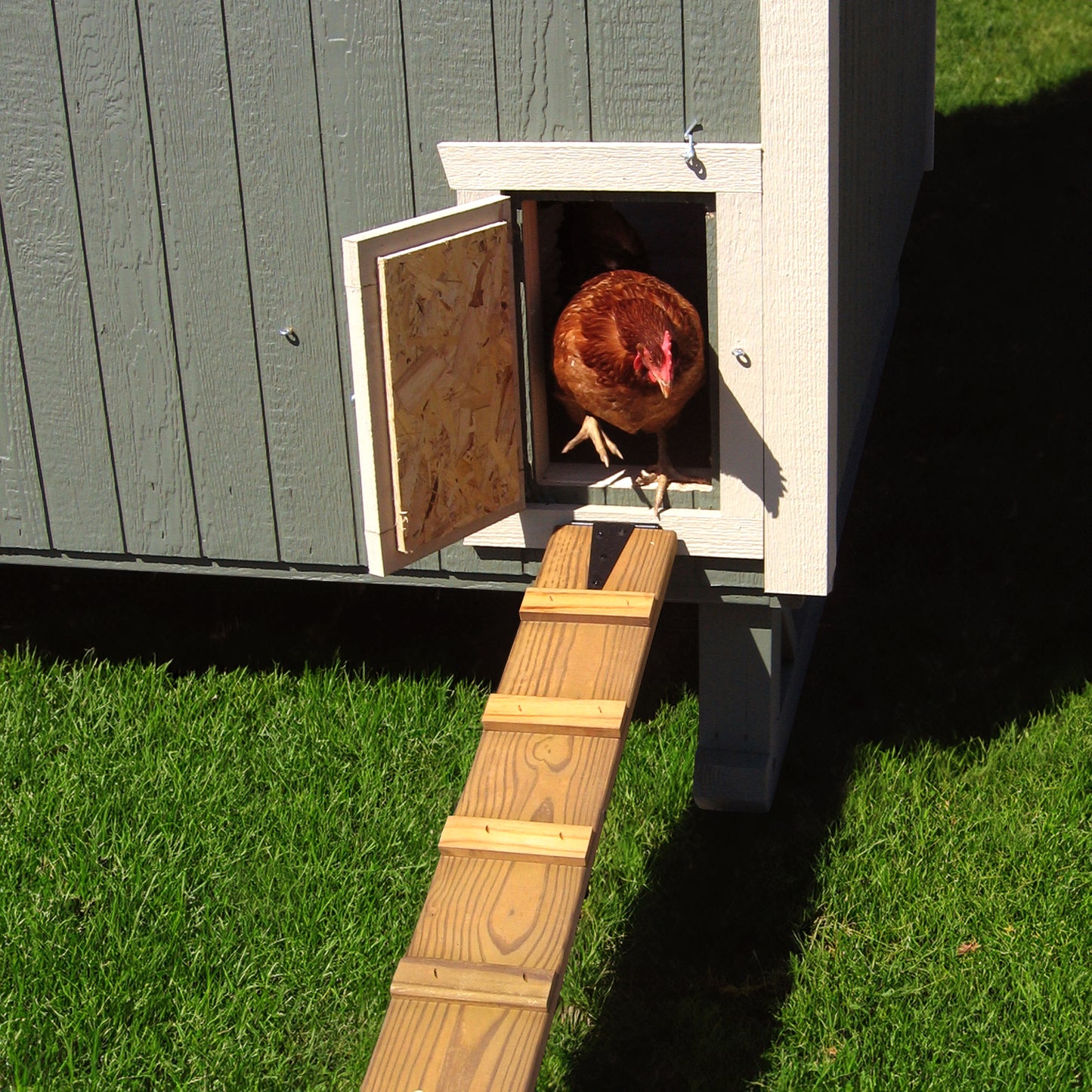 Gambrel Barn Coop