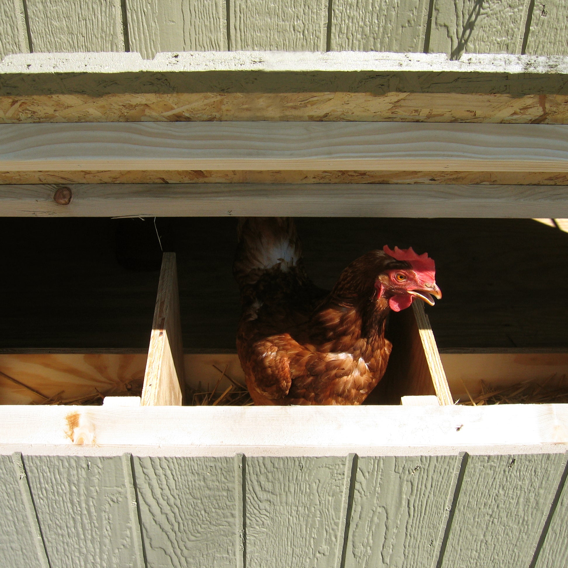 nesting boxes up close with chicken inside